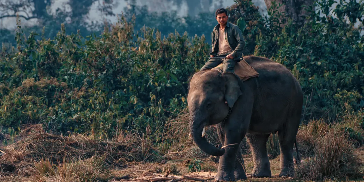 elephant ride