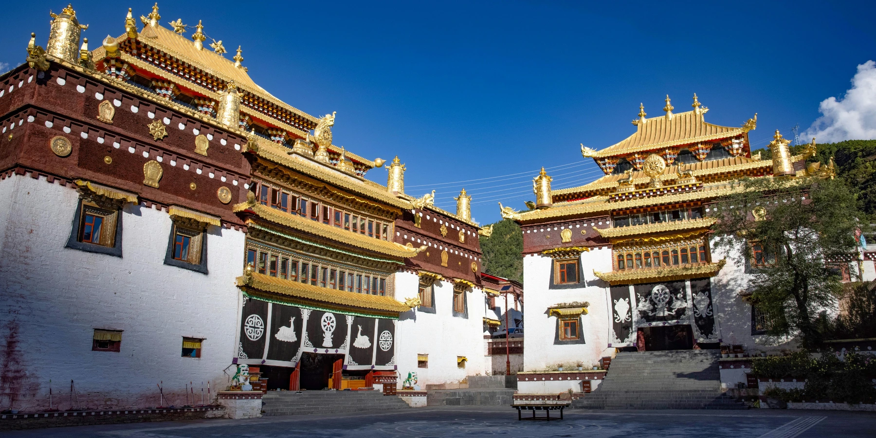 Golden top root-Tibet