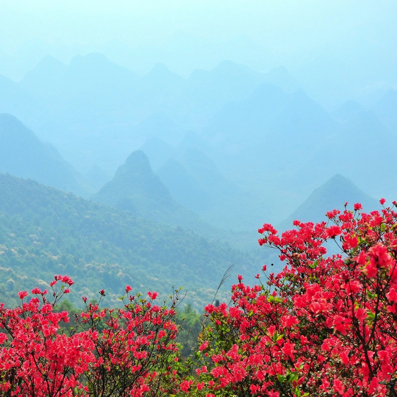Rhododendrons