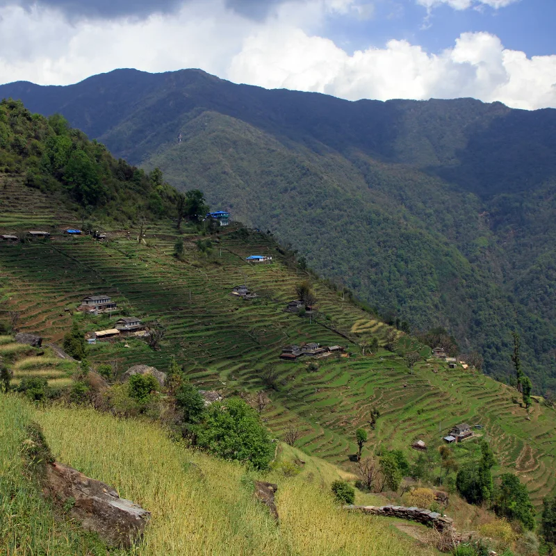 Scenic hillside view of Chhomrong village featuring steep, green terraced farm fields and traditional lodges in the Annapurna region.